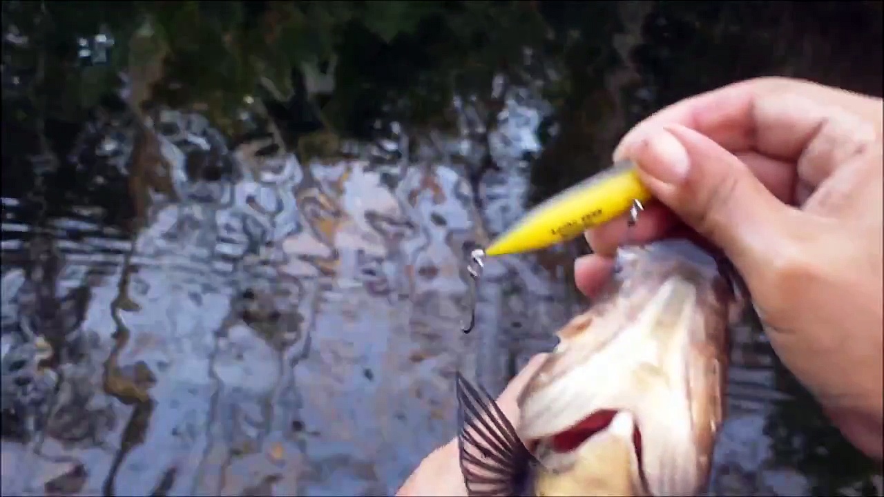 Zara Spook Puppy Power Oscar Fishing – Senko Bass Fishing Everglades