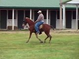 Tennessee Walking Horse - 2015 - Two Year Old Filly