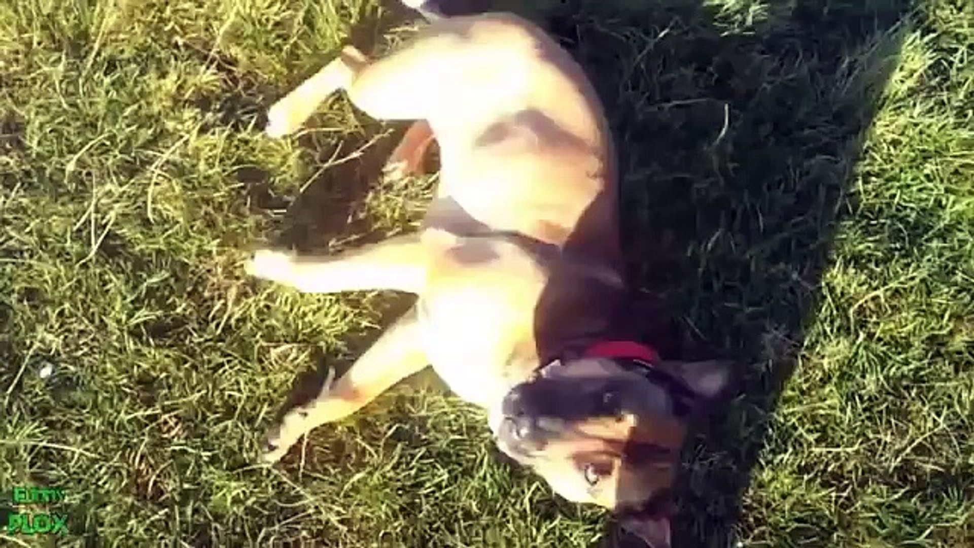 Funny animals videos. Ridiculous with animals