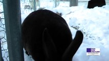 Black Mini-Rex Bunny Rabbit Playing In Snow, Eating Snow, And Sniffing Camera