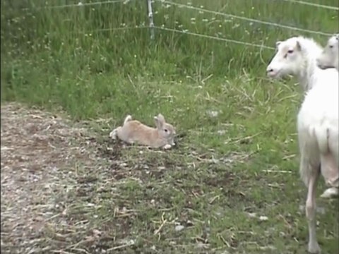 Кролик устроил террор