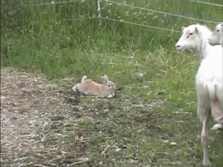 Кролик устроил террор