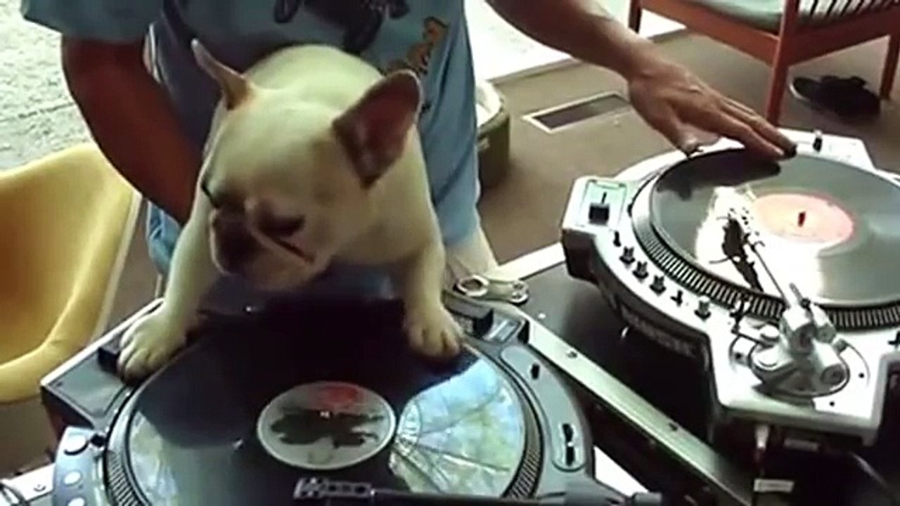 funny dogs 2014