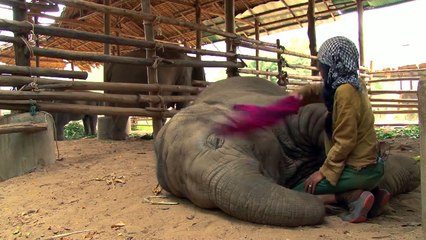 Filleri Ninni Söyleyerek Uyutan Kadın