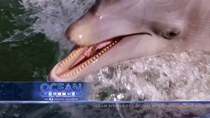 Exclusive Preview of Dolphins of Indian River Lagoon!