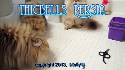 13 05 29 My four shaded golden Persian kitties - TREAT TIME !