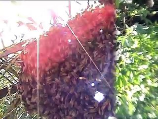 abeille 1,capture d'un essaim le 27 mai 2013