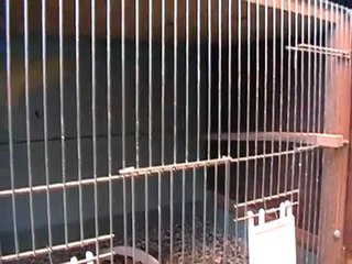 Kanari canary avery room hekkerom fugleoppdrett fugl bird serinus canaria kanariefugl mosaik mozaik