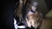 Teacup Yorkie vs Pomeranian, cuter than Boo The world's cutest pocket dog wearing a dog corset