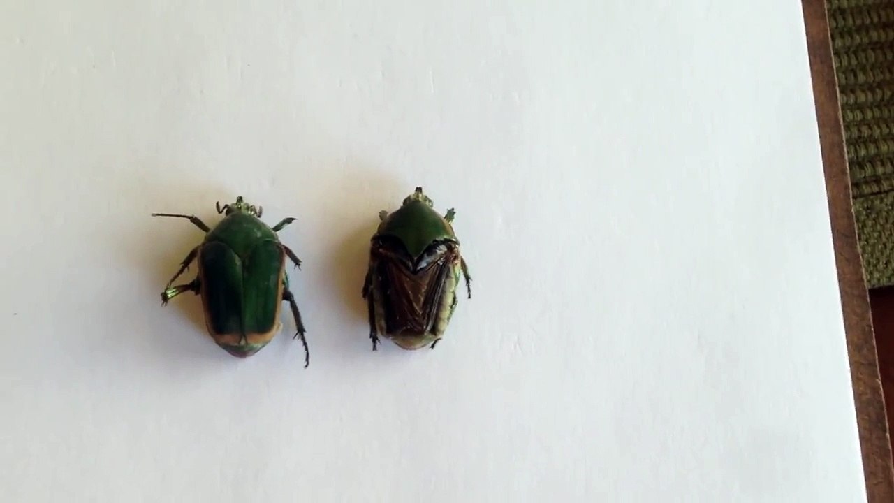 Viktor Grebennikov #1 - Testing Scarab (June Bug) Wing Covers