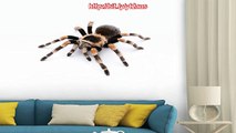 Red Knee Tarantula Wall Decal - 48 Inches W x 32 Inches H - ... Reviews