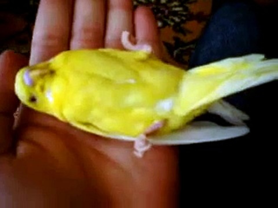 Sırtüstü Yatan Muhabbet kuşu