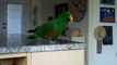 Eclectus parrot singing and  talking