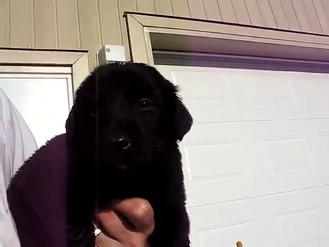 Chiots Labradors croisés ...