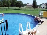 Cavalier King Charles Spaniel--Water Dog!