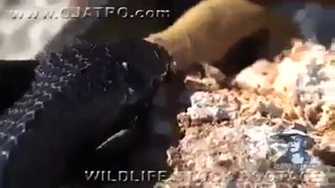 Snake Vs Black Snake Fight Documenty