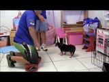 dog psychology class with The Miami Dog Whisperer