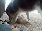 Daddy Shiba Inu plays with his son!
