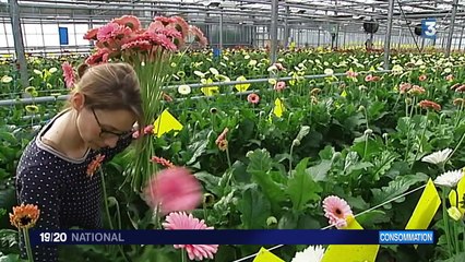 Un label "Fleurs de France" pour relancer le marché