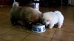 Chow Chow Puppies Sharing Their Food