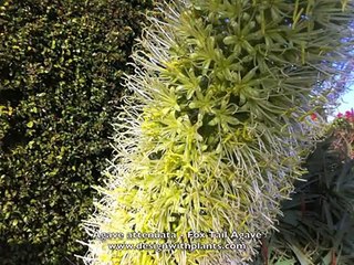 Agave attenuata - Fox Tail Agave