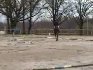 Finale challenge dressage 2007