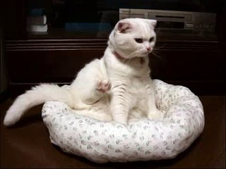 【Scottish Fold】2008年初秋～里帰り3～　【moo&mire】