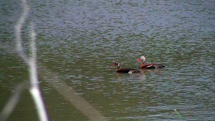 blackbellied whistling ducks