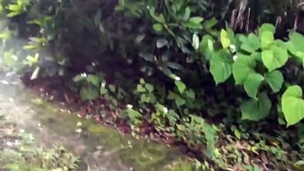 ハナとダッシュ