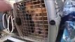 Over 200 Dogs Rescued from PA Puppy Mill