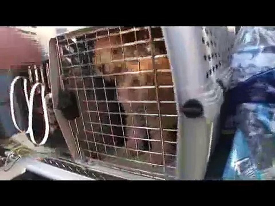 Over 200 Dogs Rescued from PA Puppy Mill