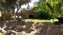 Gorillas w/ Newborn at San Diego Safari Park