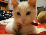 Flamepoint Siamese Kitten