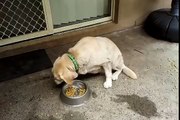 Solution To Dog Eating His Food Too Fast.3GP