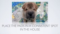 [Puppy Training Tips]  How Do I Use Puppy Pads When Housebreaking a Dog?
