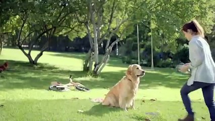 Gamm vert - #pet #food - '20