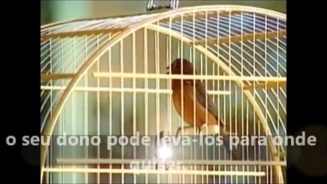 Há escolas que são gaiolas e há escolas que são asas- textos de Rubem Alves