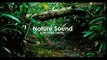 Nature Sound 3 - THE MOST RELAXING SOUNDS -