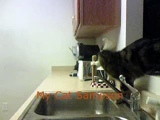 Cat Drinking From Faucet :)