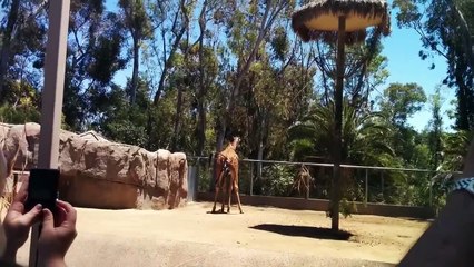 Baby Giraffe Born at San Diego Zoo - Birth and Standing