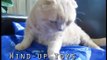Scottish Fold Cat Basil Farrow, cutest cats in the world, baby munchkin kitten lion cub