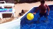 Yorkie swimming then attacking ball and falling into pool