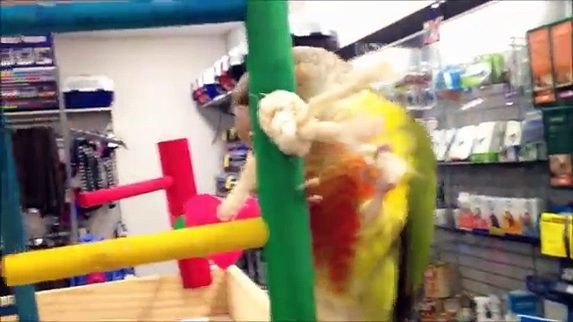 Green cheek conures playing
