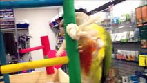 Green cheek conures playing