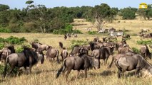 Masai Mara, Kenia - © Abendsonne Afrika