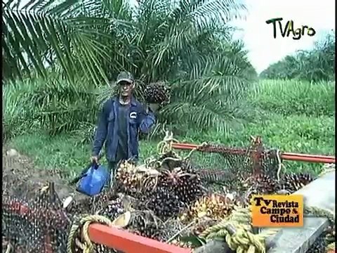 Palma de Aceite en el Meta - Cultivo de palma africana en el Meta