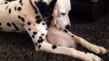 Caring Dalmatian snuggles with kitten