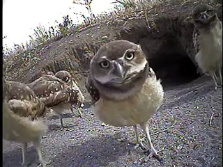 WA Birds: Burrowing Owls: Natural Clowns