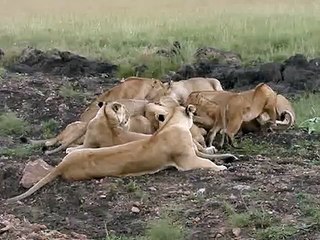 12 Lions eating a Zebra - Masai Mara July 2007