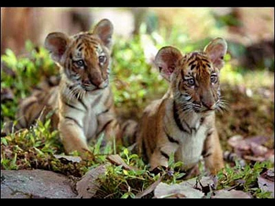 Two Brothers